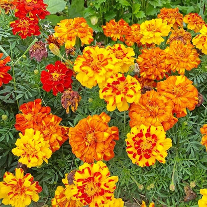 French Marigold Sparky Mix Seeds, Over 5,000 Seeds by Seeds2Go