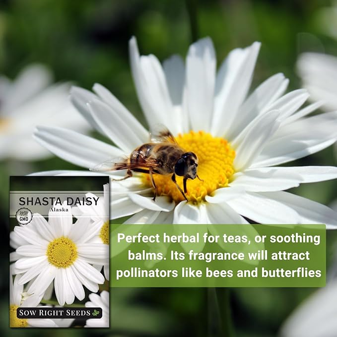 Sow Right Seeds - Shasta Daisy Flower Seeds for Planting - Non-GMO Heirloom Packet with Instructions - Attract Butterflies and Excellent for Cutting - White Blossom with Yellow Centers (2)