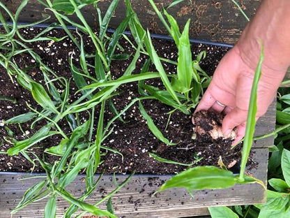 Greenhouse PCA Fresh Live Turmeric Rhizomes, Easy to Grow, 10 Pieces