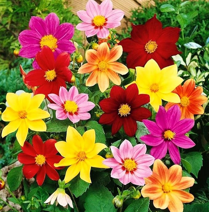 100+ Perennial Mixed Mini Dahlia Pompon Flower Seeds for Planting Ourdoor Beautiful Heirloom