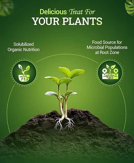 FoxFarm Bush Doctor Bembé Sweet & Dandy Liquid Plant Fertilizer - Boosts Plant Sweetness & Soil Microbes, Complex Nutrient Blend - 0-1-3 PK Fertilizer for In-Ground & Hydroponic Gardens - 1 Pint