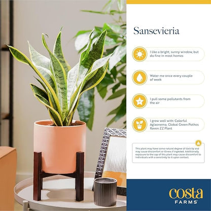 Costa Farms Snake Plant, Small Live Plant in Plastic Pot, Easy to Maintain, Air Purifying Succulent Indoor Houseplant Assorted Variety, Perfect for Home, Room, or Office Décor Gift, 8-12 Inches Tall