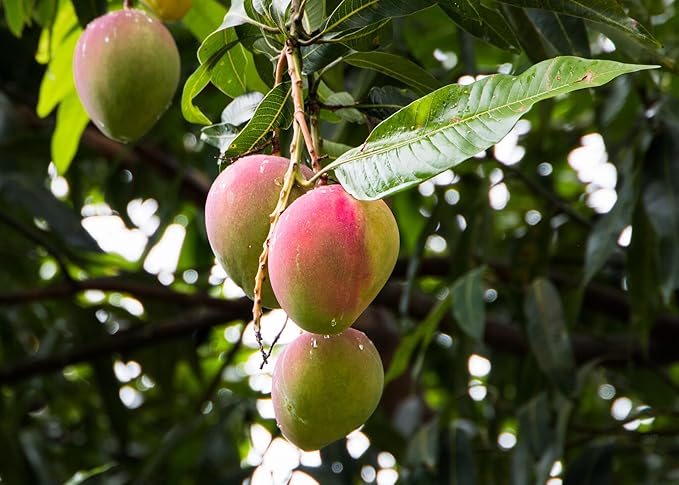 Premium Mango Tree Potting Soil by Gardenera - Infuse Your Garden with Sweet and Juicy Mangoes and Vibrant Vitality - 2 Quart