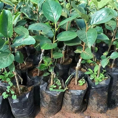 Belit 100 Pcs Plant Nursery Bags, Plastic Seedling Pots Container for Fruit Tree, Flower, Starting saplings, Plant Grow(3.5"x6.6")