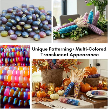 Glass Gem Indian Corn Seeds – 125+ Non-GMO Seeds – Vibrant Multi-Colored Translucent Kernels – Heirloom Variety – Ideal for Gardening, Decor & Crafts