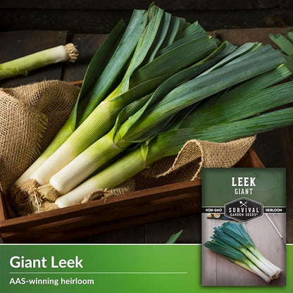 Survival Garden Seeds Giant Leek Seed for Planting - 1 Packet with Instructions to Plant and Grow Enormous Leeks in Your Home Vegetable Garden - Non-GMO Heirloom