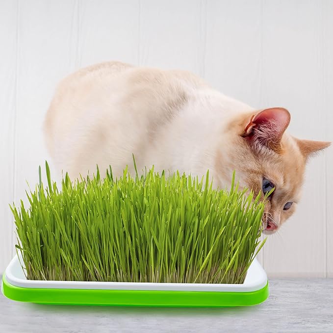 Seed Sprouter Tray with Drain Holes,Seed Germination Tray Kit BPA Free Nursery Tray,Soil-Free Big Capacity Healthy Wheatgrass Grower Sprouting Container (4 Pack with lid &mat -Light Green)
