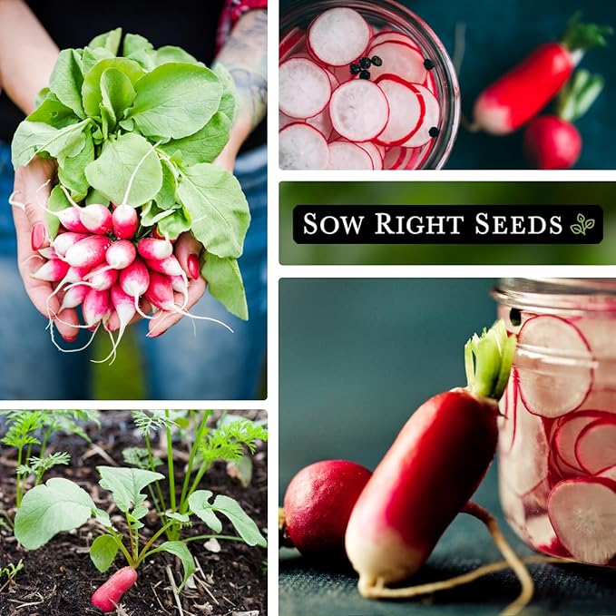Sow Right Seeds - French Breakfast Radish Seed for Planting - Non-GMO Heirloom Packet with Instructions to Plant a Home Vegetable Garden - Fast Growing Variety - Long and Tapered with Spicy Flavor (1)