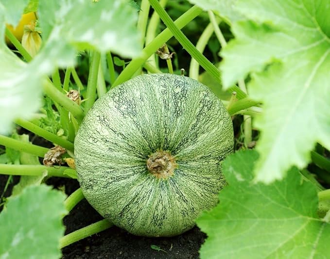 Seeds Round Zucchini Light Green Courgette Non GMO Heirloom