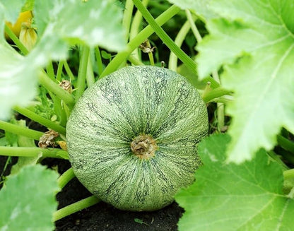Seeds Round Zucchini Light Green Courgette Non GMO Heirloom