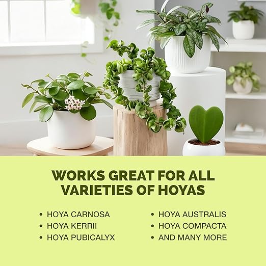 Hoya Fertilizer – Liquid Plant Food for Hoya, Supports Thick Leaves & Steady Growth, 32 oz