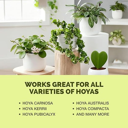 Hoya Fertilizer – Liquid Plant Food for Hoya, Supports Thick Leaves & Steady Growth, 32 oz