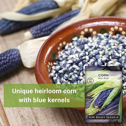Sow Right Seeds - Blue Hopi Corn Seed for Planting - Non-GMO Heirloom Packet with Instructions to Plant and Grow an Outdoor Home Vegetable Garden - Great for Blue Corn Flour Cooking (3)