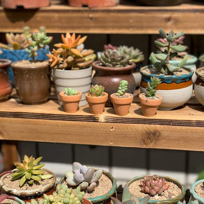 Yishang mini Terracotta Pots with Drainage Holes - 1.2 inches Succulent Cactus Nursery Planter,Tiny Clay Nursery Pots for Indoor/Outdoor Mini Plant, DIY Crafts, Wedding Favors(18 Pack)
