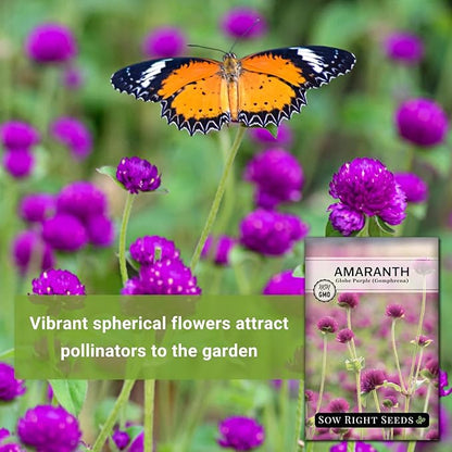 Sow Right Seeds - Purple Globe Amaranth Seeds for Planting - Non-GMO Heirloom Packet with Instructions to Plant & Grow an Outdoor Home Flower Garden - Gomphrena Pompom Flowers - Use Dried for Tea (4)