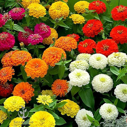 Zinnia - California Giant Flower Seeds Mix - 1,500 Seeds by Seeds2Go