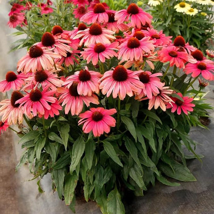 1000+ Echinacea Purpurea Seeds for Planting, Mixed Color Echinacea Coneflower Seeds, Perennial Cone Flower Seed for Home Garden, Potted Decoration