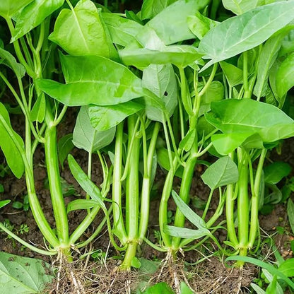 2000+ Kong Xin CAI Vegetable Seeds Water Spinach Kangkong Delicious Vegetable Seeds for Green Leaf Planting Garden Non-GMO Choy Ong Seed