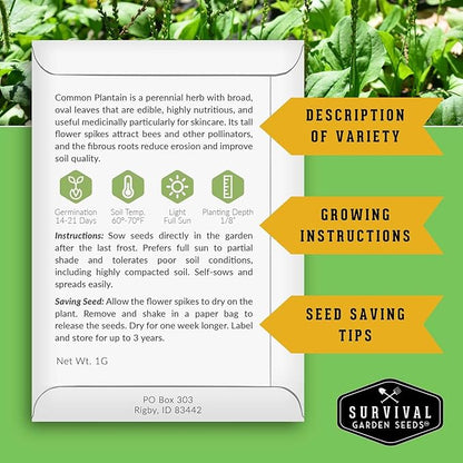 Plantain Seeds for Planting - Common Plantain (Plantago Major) Edible Broadleaf Medicinal Herb for Herbal Garden - Heirloom Non-GMO Open Pollinated - Survival Garden Seeds (2 Pack)