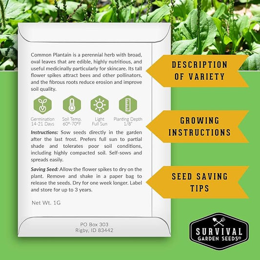 Plantain Seeds for Planting - Common Plantain (Plantago Major) Edible Broadleaf Medicinal Herb for Herbal Garden - Heirloom Non-GMO Open Pollinated - Survival Garden Seeds (2 Pack)