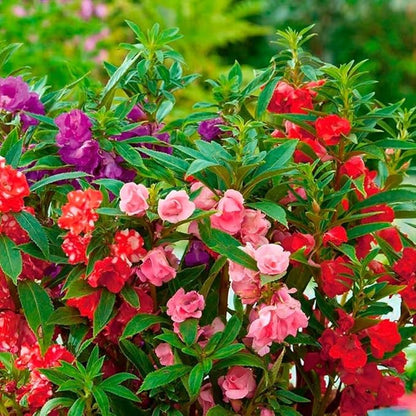 Seeds Balsam Camellia Flowered Mix - Impatiens balsamina - Annual Flowers for Planting - GMO Free