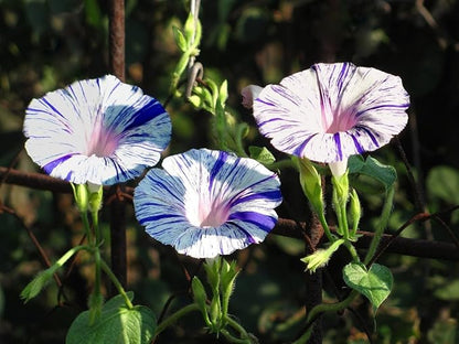 Seeds Morning Glory Harlequin Mix Annual Flowers
