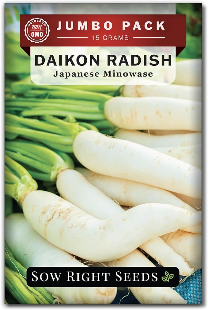 Sow Right Seeds - Bulk Japanese Minowase Daikon Radish Seeds for Planting - 15 Grams, 1000 Seeds - Non-GMO Heirloom Jumbo Pack with Instructions to Plant a Home Vegetable Garden - an Abundant Harvest
