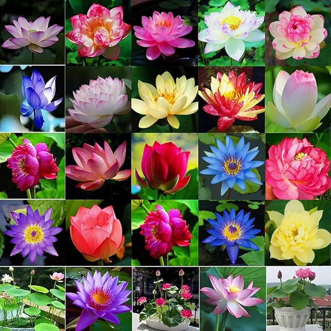 160pcs Mixed Color Bowl Lotus Seeds for Planting - Non-GMO Bonsai Lotus, Water Lily Flower, Easy-Grow Aquatic Plants for Ponds, Water Gardens, and Indoor/Outdoor Spaces