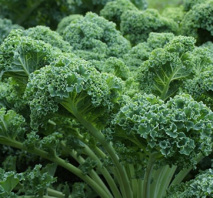 Curled Blue Kale Seeds for Planting – Plant & Grow Heirloom Non-GMO Curled Blue Vates Kale Home Outdoor Vegetable Garden, Brassica oleracea VAR. acephalla – 5 Packets