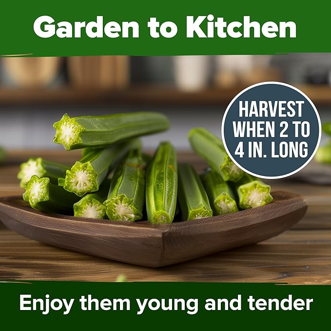 HOME GROWN Clemson Spineless Okra Seeds - 101 Heirloom Vegetable Seeds, Premium Garden Seeds for Planting Outdoors (Abelmoschus esculentus)