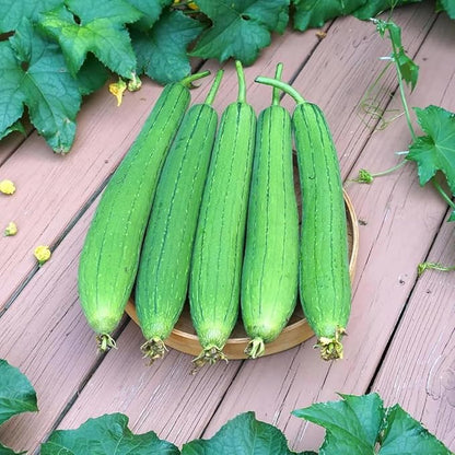 30+ Long Angled Luffa & Gourd Smooth Luffa Seeds Vegetable Fruit Seed Edible Tropical Vegetable Garden Asian Luffa