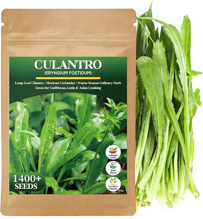 1400+ Culantro Seeds - Herb Seeds for Planting | Long Coriander | Mexican Coriander | Cilantro Alternative for Indoors or Outdoors in Pots, Raised Beds & Herb Gardens