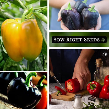 Sow Right Seeds - Sweet Bell Pepper Seed Collection for Planting a Home Garden - Cal Wonder, Emerald Giant, Midnight Dreams, Purple Beauty, Sunbright, White Cloud - Non-GMO Heirloom Variety Pack