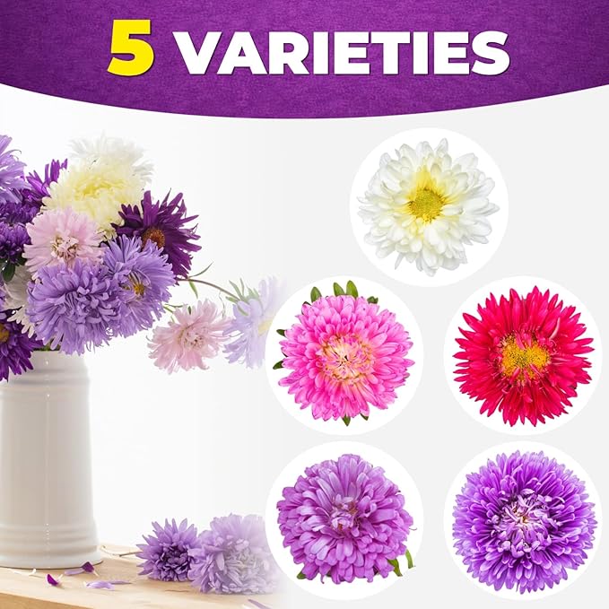 Aster Seeds Mix (5 Colors) – 2,000+ Flower Seeds for Planting, Easy-Grow Annual Blooms for Garden Beds & Pots, Cut Flower & Pollinator Garden