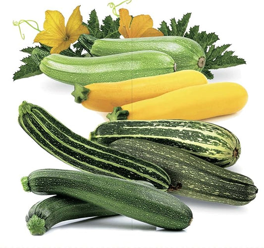 Seeds Zucchini Courgette Squash Summer Mix Heirloom Vegetable for Planting Non GMO