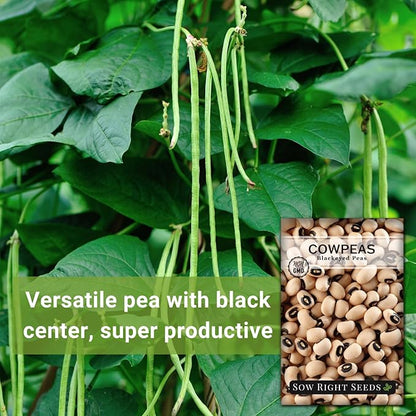 Sow Right Seeds - Black Eyed Cowpea Seeds for Planting - Non-GMO Heirloom Packet with Instructions to Plant a Home Vegetable Garden - Old Fashioned Bush Bean Variety - Extra Lucky (3)