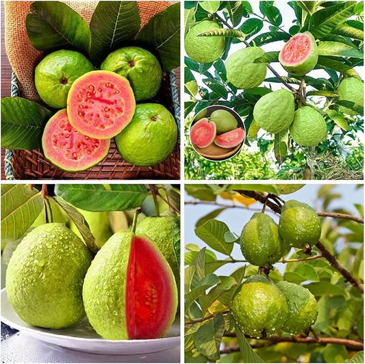 100+ Organic Pink Guava Seeds for Planting,Psidium Guajava Seeds Non-GMO Heirloom,Tropical Fruit Seed Vitamin C Rich Exotic and Delicious Fruits for Garden Home Outdoor