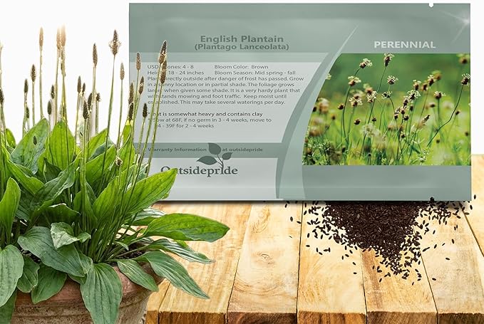 Outsidepride English Plantain Seeds for Planting - 10,000 Pcs Perennial, Easy-to-Grow Herb Seeds for Culinary, Farm & Household Uses, Low-Growing Foliage for Tropical & Subtropical Climates