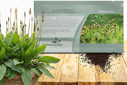 Outsidepride English Plantain Seeds for Planting - 10,000 Pcs Perennial, Easy-to-Grow Herb Seeds for Culinary, Farm & Household Uses, Low-Growing Foliage for Tropical & Subtropical Climates