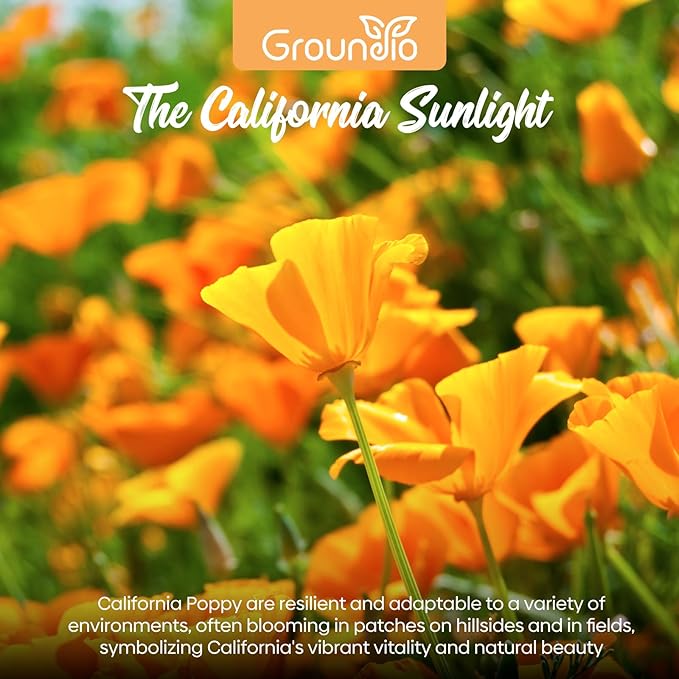 California Poppy Seeds, 1 Ounce Over 20000+ Seeds, Non-GMO | Heirloom | Sourced from USA- Eschscholzia Californica, USDA Zone 5-10