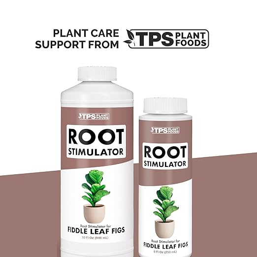 Root Stimulator for Fiddle Leaf Figs – Liquid Root Booster with Probiotics & Seaweed to Support Healthy Root Growth, 32 oz
