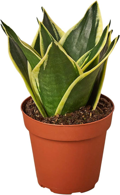 House Plant Shop | Snake 'Black Gold' - 4" Pot | Live Indoor Plant | Easy to Care | Natural Décor Plant | Great Gifts| Free Care Guide