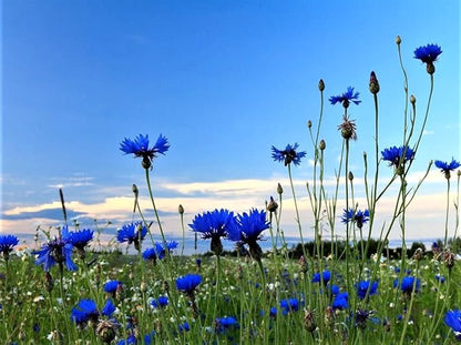 Seeds Blue Cornflower 200+ Seeds for Planting Bachelor’s Buttons Annual Flower Non-GMO