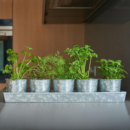SCANDINORDICA Galvanized Metal Herb Planter, 5 Pots with Drainage Holes, Indoor Outdoor Use, Farmhouse Decor, 19.5x3.9x3.5 inches