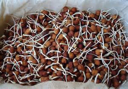 Garbanzo Bean Microgreen 8 OUNCES OF GARBANZO BEAN SEEDS FOR SPROUTING