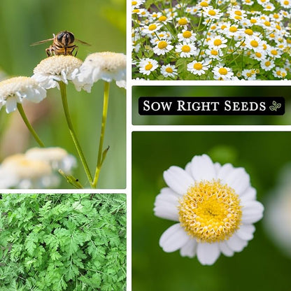 Sow Right Seeds - Feverfew Seeds for Planting - Non-GMO Heirloom Packet with Instructions to Plant an Outdoor or Indoor Herb Garden - Traditional Medicinal Herb, Make Tea & Extract for Migraines (4)