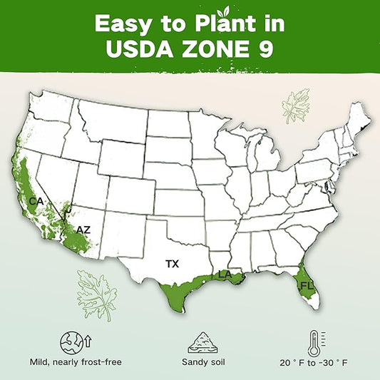 Lush&Dew Year-Round USDA Zone 9 Seed Bank, Gardening Gifts for Women Men, 32 Varieties Non-GMO Heirloom Seeds of Vegetables Herbs Fruits, Gift for Mom Dad, Survival Seed Kit for Raised Garden Beds