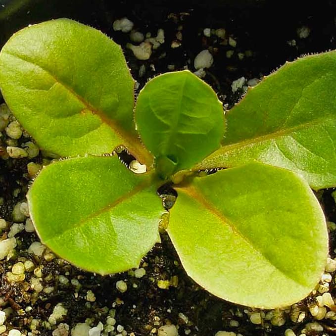 Seed Needs Chicory Seeds for Planting Cichorium intybus - Heirloom & Open Pollinated Wildflowers to Grow a Butterfly Garden That Attracts Butterflies, Bees & Other Pollinators (1 Pack)