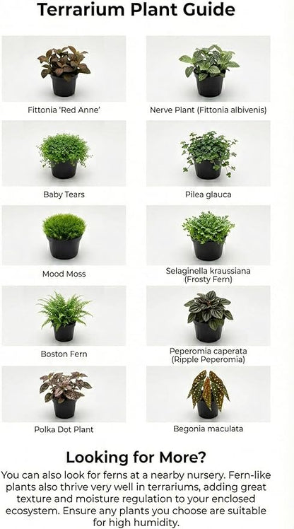 DIY Terrarium Kit with 13 Items Soil Pebbles Sphagnum Moss Activated Carbon Burlap Peat Moss Terrarium Tools Indoor Garden Make Your Own Terrarium