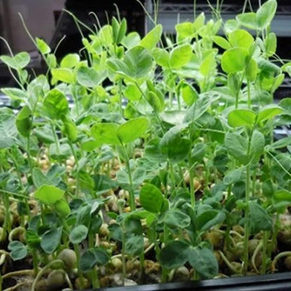 Green Pea Sprouting Seed - 8 Oz - Handy Pantry Brand - Green Pea for Sprouts, Garden Planting, Cooking, Soup, Emergency Food Storage, Vegetable Gardening Product Name